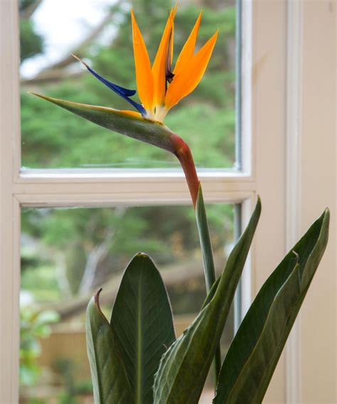 Tropical plants: 10 exotics that grow happily indoors | Homes and Gardens