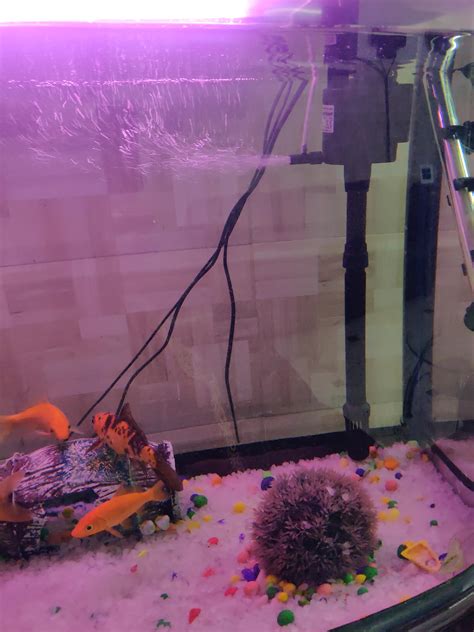 Venus Aqua Minjiang Submersible Pump R3 1000 for Aquarium Fish Tank ...