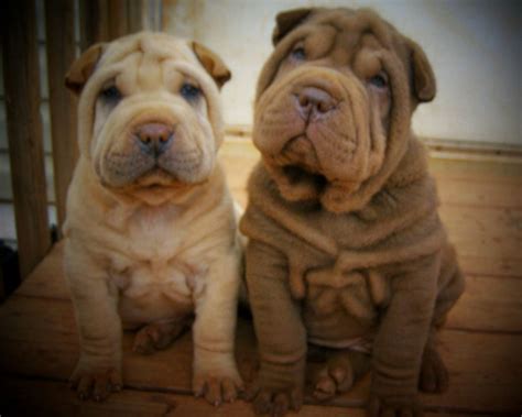 Southern Charm Shar-pei | Chinese Shar Pei Breeder | Lenoir, North Carolina