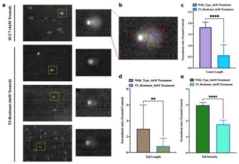 Evolution of Resistance to Irinotecan in Cancer Cells Involves ...