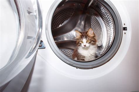 Image result for Cat in Washing Machine Prank