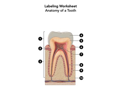 Tooth 的图像结果