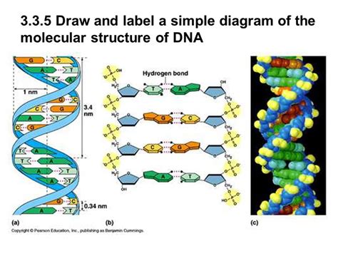 DNA Model Drawing 的图像结果