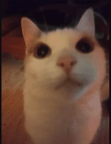 Image result for Cat II Algorithm