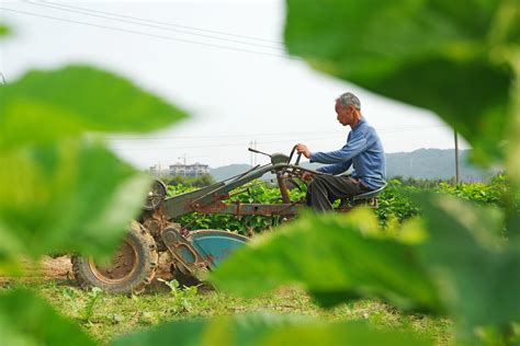 가을 수확 트랙터를 운전하는 농부 일러스트 무료 다운로드 - Lovepik