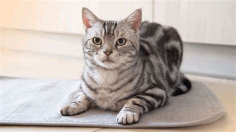 Image result for Material Classification Deep Learning