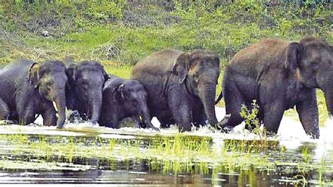 K’giri, D’puri forests named Cauvery South Wildlife Sanctuary