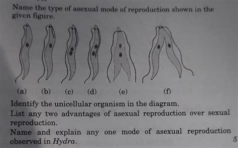 Name the type of asexual mode of reproduction shown in the given figure.