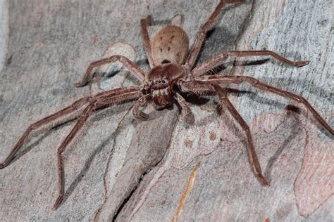 Spiders Pest Control