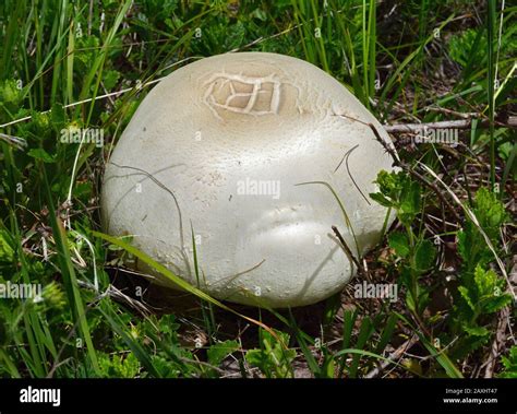 Agaricus arvensis commonly known as the horse mushroom Stock Photo - Alamy