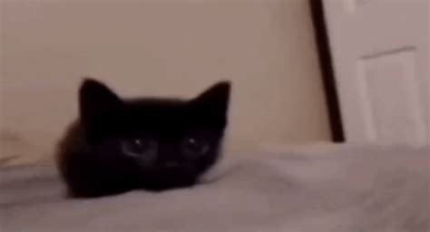 Cute Things Exploding Cat 的图像结果