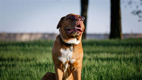 Download wallpaper 3840x2160 dog, protruding tongue, pet, sunglasses 4k ...