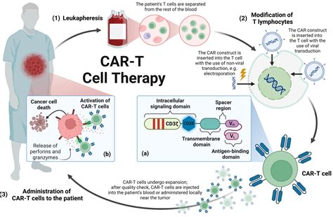 Research on Chimeric Antigen Receptor-Mediated Anti-Tumor Cell Therapy - Creative Diagnostics