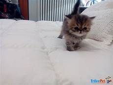 foto gatti persiani cuccioli morbidi cuccioli di persiano in vendita a parma pr foto gatti persiani cuccioli morbidi cuccioli di persiano in vendita a parma pr
