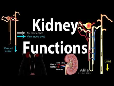 Nephron Function Animation 的图像结果
