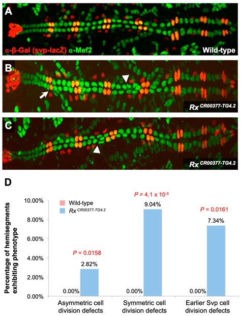 Genome-Wide Expression Profiling and Phenotypic Analysis of Downstream ...