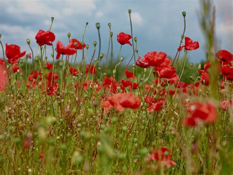 Image result for DxO FilmPack Tutorial