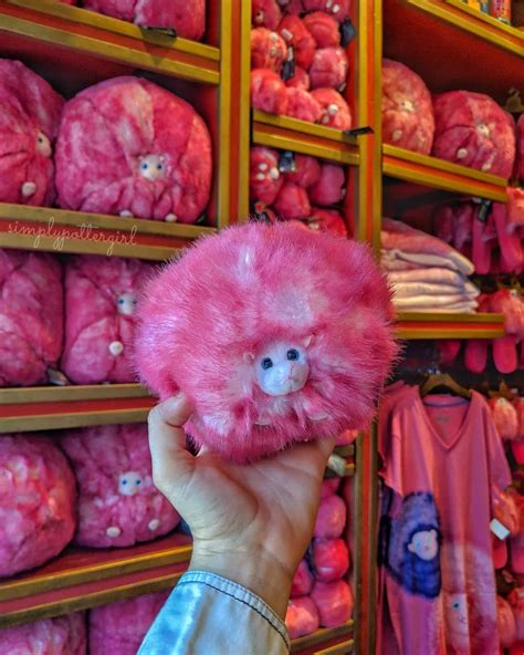 BRANDY 💖 on Instagram: "PYGMY PUFF APPRECIATION POST!! 💗 Pygmy puffs ...