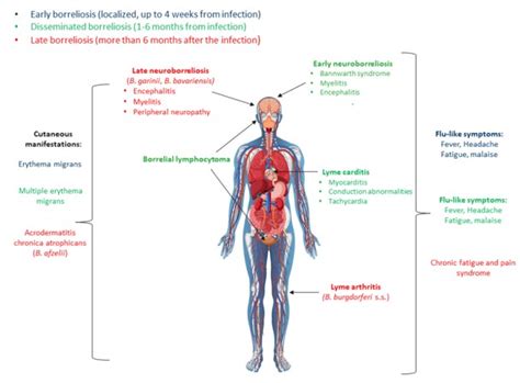 Antibodies | Issue Cover Papers in 2022–2023