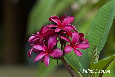 Tropical Plants Names