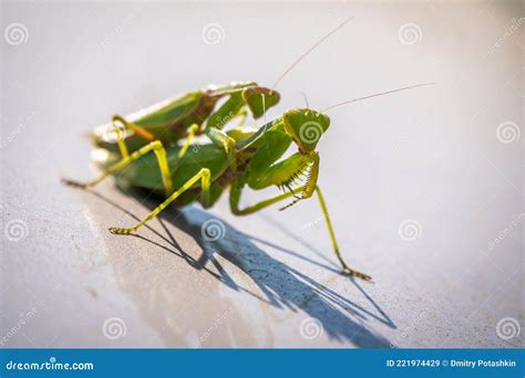 Mating of a Pair of Praying Mantises. Close Up of Pair of European ...