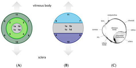 Characterization and Quantitation of the Tumor Microenvironment of ...
