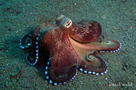 Top 999+ octopus images – Amazing Collection octopus images Full 4K