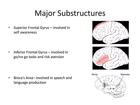 Image result for Different Types of Prefrontal Cortex