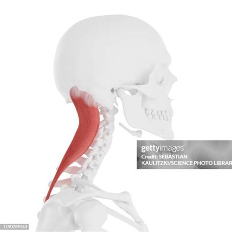 Splenius 的图像结果