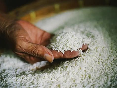 Grain pain: Japan's ageing rice farmers face uncertain future - Falling ...