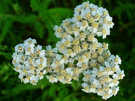 Achillea millefolium - Common Yarrow | World of Flowering Plants