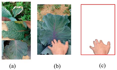 Impacts of Background Removal on Convolutional Neural Networks for ...