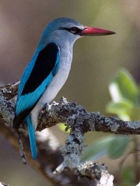 Pin by Fernando on Mas pájaros 2 | Beautiful birds, Pet birds, Colorful ...