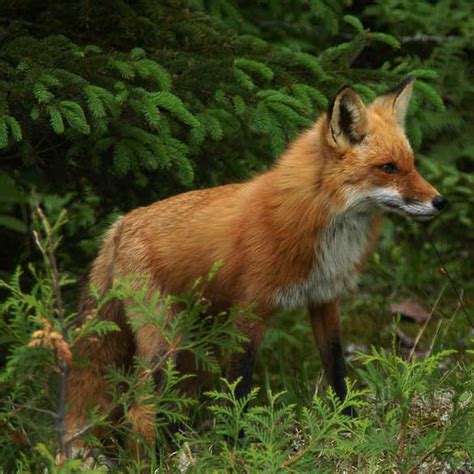 Image result for Apollo Pest Control