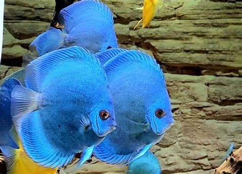 Stardew Valley Blue Discus 的图像结果