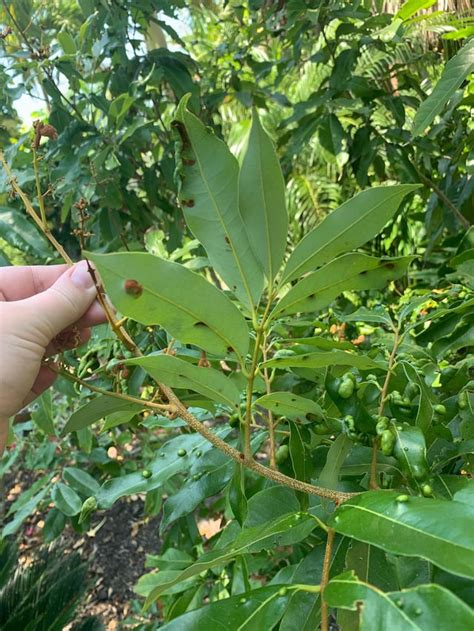 Image result for Lychee Tree Problems