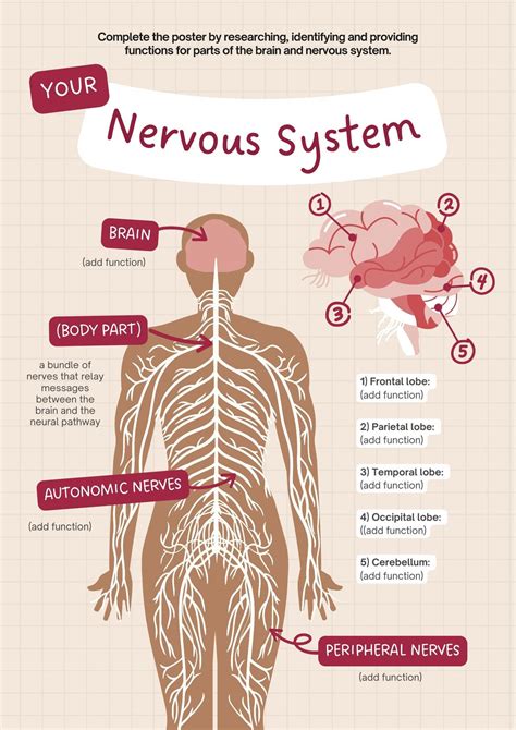 Human Nervous System Poster Human Nervous System | Description,