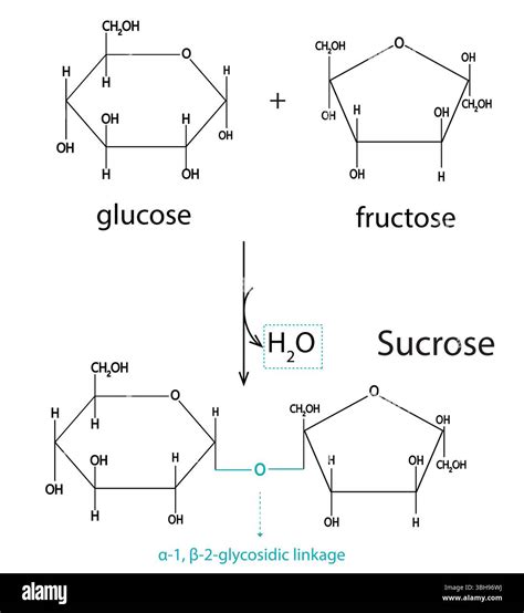 Sucrose Formation Reaction Diagram – Vector Illustration of α-D-Glucose and β-D-Fructose ...