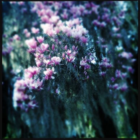 Tulip Flower In Spanish at Noah Bugnion blog