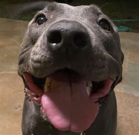 billie via her instagram 🥹🫶 | Cachorro, Billie, Filmes