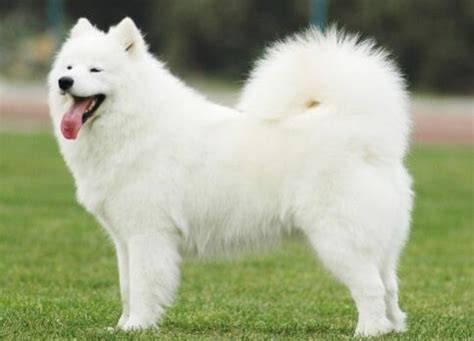 萨摩耶犬（西伯利亚犬种） - 搜狗百科