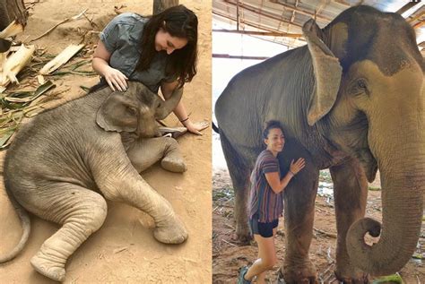 Elephants never forget : r/Elephants