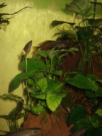 Anubias Türleri - agaclar.net