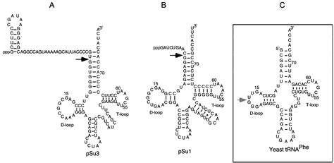 Inhibition of Bacterial RNase P RNA by Phenothiazine Derivatives
