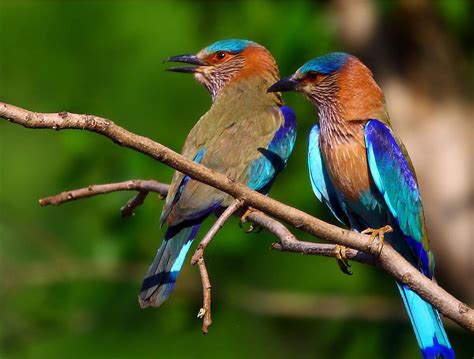 Bandhavgarh Tourism | Bandhavgarh Tour & Travel Guide at WeAreHolidays