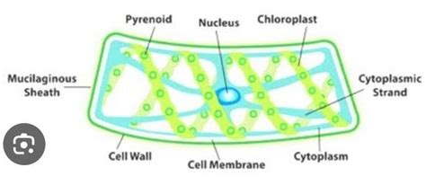 Diagram of filamentus algae - Brainly.in