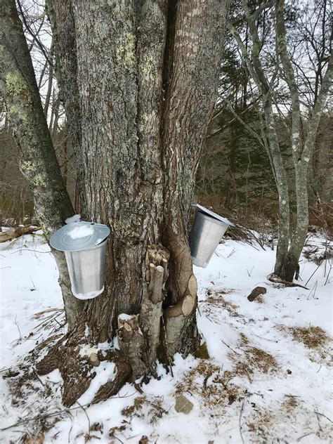 Tapping a Maple Tree 的图像结果