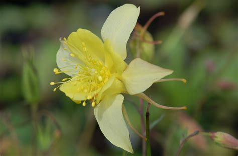 Columbine Flowers: Facts and Growing Tips