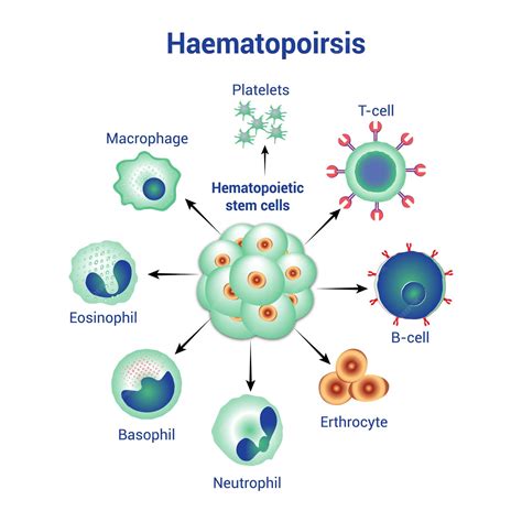 Blood cells are formed during hematopoiesis hematological components ...