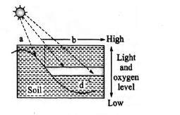 Open water zone beyond littoral zone is - Tardigrade